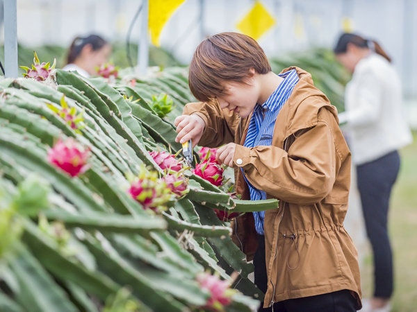 采摘體驗(7-11月)